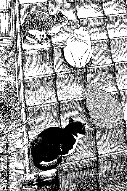 Ảnh nền cats on the roof cho Xteink X3