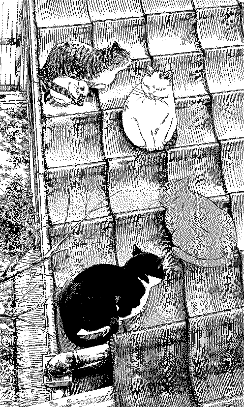 Ảnh nền cats on the roof cho Xteink X4